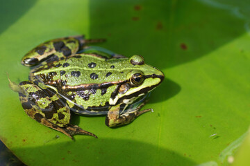 Fototapeta na wymiar frog on the leaf