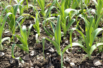 Poireau, Allium porrum ' Blaustar '