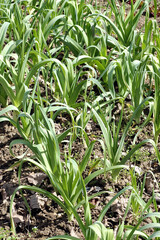 Poireau, Allium porrum ' Blaustar '