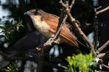 Coucal de Burchell, .Centropus burchellii, Burchell's Coucal