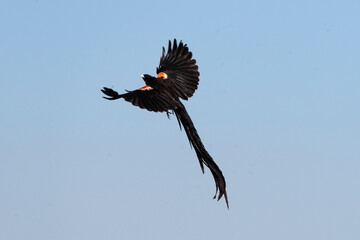 Euplecte à longue queue,.Euplectes progne, Long tailed Widowbird, Afrique du Sud