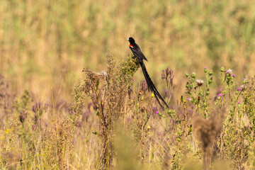 Euplecte à longue queue,.Euplectes progne, Long tailed Widowbird, Afrique du Sud