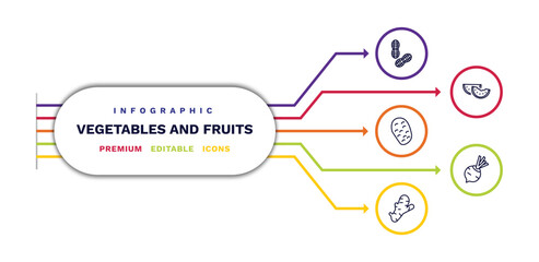 set of vegetables and fruits thin line icons. vegetables and fruits outline icons with infographic template. linear icons such as peanut, potato, ginger, watermelon, beetroot vector.