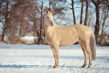 Pferd im Schnee