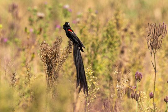 Euplecte à longue queue,.Euplectes progne, Long tailed Widowbird, Afrique du Sud