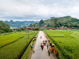 A flock of buffalos of the ethnic H'Mong people going on the mountainous road at Yen Minh district,...