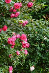 pink roses in the garden