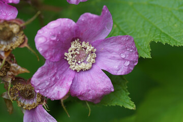 close up of a flower, Rubus odoratus