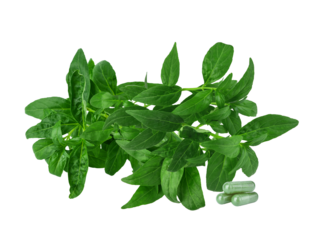 Andrographis paniculata plant on transparen png.