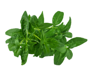 Andrographis paniculata plant on transparen png.