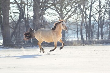 Pferd im Schnee