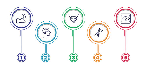 set of medical and healthcare thin line icons. medical and healthcare outline icons with infographic template. linear icons such as strong, bladder, eye scanner medical, brain in bald male head,