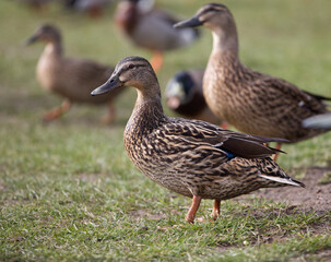 Two ducks on the grass, mallard females, group of ducks, artistic reference - obrazy, fototapety, plakaty