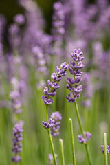 lavender flowers in the garden