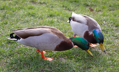 Ducks looking at a tiny frog, fun image for artistic reference