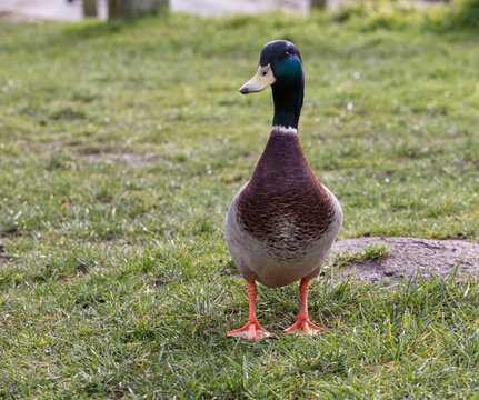 Duck on the grass, mallard front view, artistic reference image