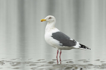 小雨の中海に佇むオオセグロカモメ