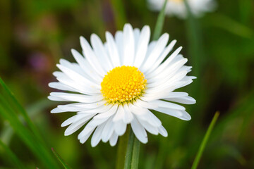 Obraz premium Macro photo of a white daisy on a background of green grass. Spring flowering concept. March 8
