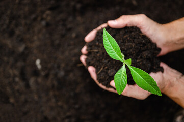 Front of Planting seedlings with two hands, potholes, shoveling, seedlings grow from fertile soil...