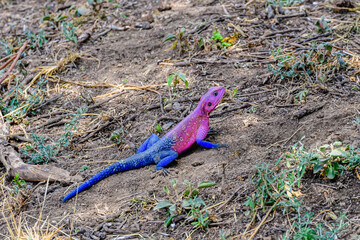 Mwanza flat-headed rock agama or the Spider-Man agama (Agama mwanzae) at Serengeti national park, Tanzania. Wildlife photo