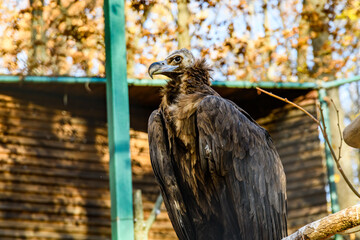 Cinereous vulture (Aegypius monachus) or black vulture. Bird of prey in a cage