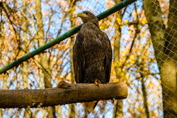 Steppe eagle (Aquila nipalensis). Bird of prey in a cage