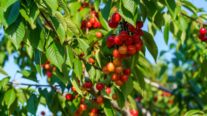 Red cherry fruits on the branches of the tree swing in the wind
