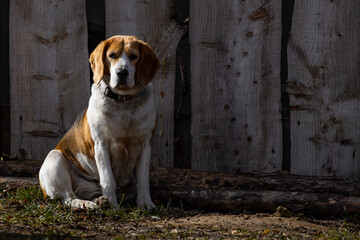 

Portrait of a beagle dog on the background of a wooden fence