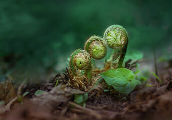 Fresh, young fern shoots in the spring forest. The awakening of nature after winter, a natural...