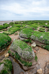 Low Tide, East Anglia coast, England, UK. A view of the sandy beach out to the cloudy but calm North Sea horizon littered with seaweed covered rocks. - 580611702
