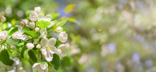 a blooming branch of an apple tree on a clear, sunny, spring day on a blurry background of an apple orchard.