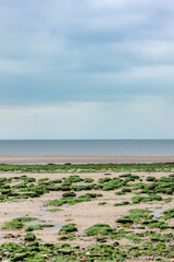 The English Coast. A low-tide view of the East Anglia UK coastline beach looking out at seaweed covered rocks leading to the calm North Sea waters. - 580611947