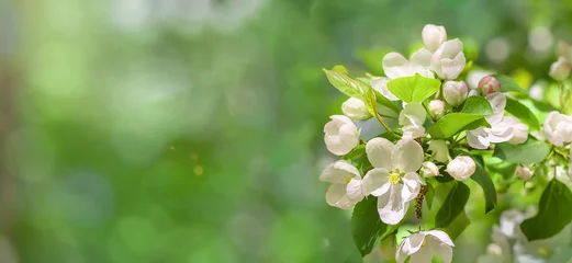 Fotobehang beautiful blossoming apple blossoms on a blurry green background on a clear sunny spring day © Надежда Д