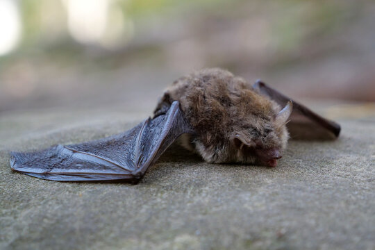 Dead bat lies on a stone in the forest