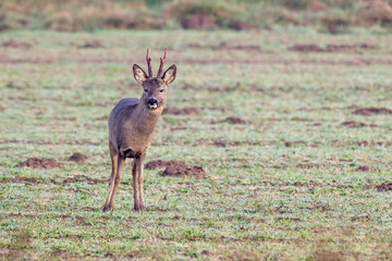 Rehbock im Winterhaar © Klaus