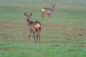 Ricke und Kitz im Feld