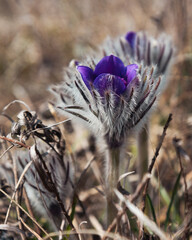 Pulsatilla halleri or pulsatilla taurica flowers in Crimea