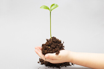 Green sprout growing from soil and a kids hands protecting it isolated on a gray paper background.