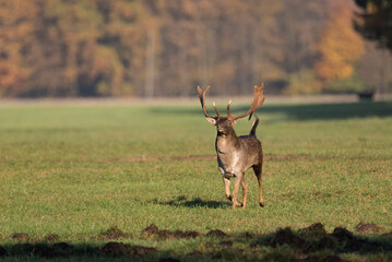 Damwildbrunft