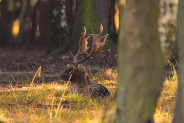 Damwildbrunft