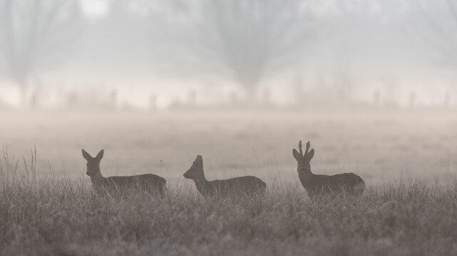 Rehe im Nebel