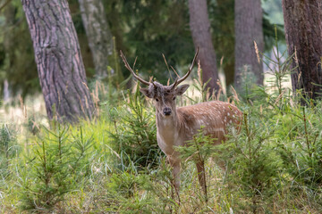 Damhirsch im Bestand