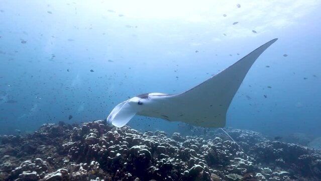 Manta Rays on. a cleaning station in Raja Ampat Indonesia