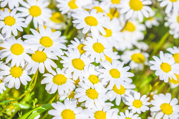 Fototapeta premium Spring background. Field of flowers in the springtime season. Daisy flowers. Space for design and text