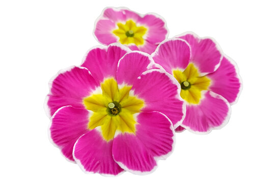 bright spring clipart of pink primrose flowers.