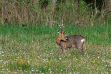 Rehbock am Morgen