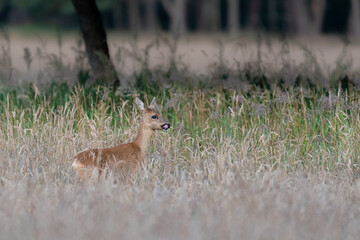 Ricke in der Wiese