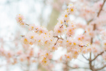 Close-up of cherry branches with blooming flowers. Delicate pink flowers of a fruit tree.