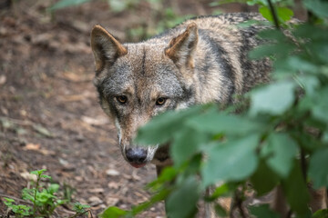 Obraz premium Wolf auf Beutezug