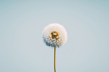 Minimalist photo of dandelion view to the top floral art. Illustration AI Generative